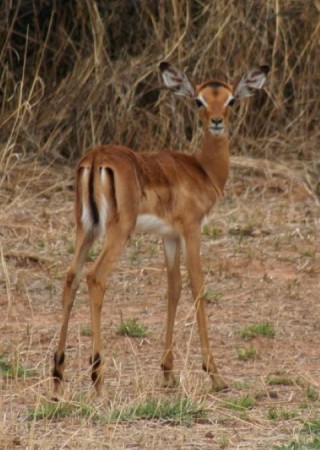 Namibië, Omaruru (2009)